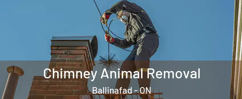  Chimney Animal Removal Ballinafad - ON
