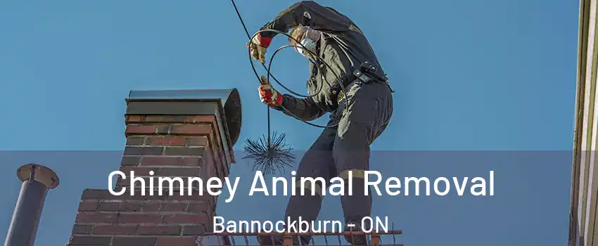  Chimney Animal Removal Bannockburn - ON