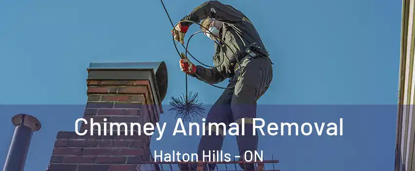  Chimney Animal Removal Halton Hills - ON