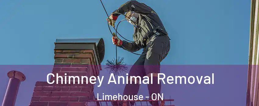 Chimney Animal Removal Limehouse - ON