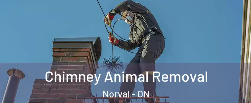  Chimney Animal Removal Norval - ON