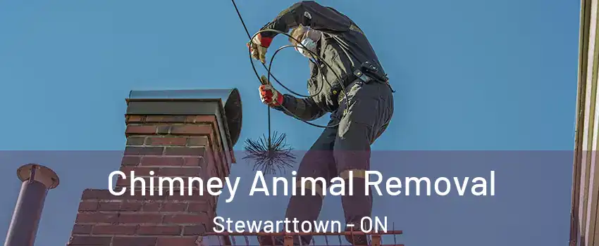  Chimney Animal Removal Stewarttown - ON
