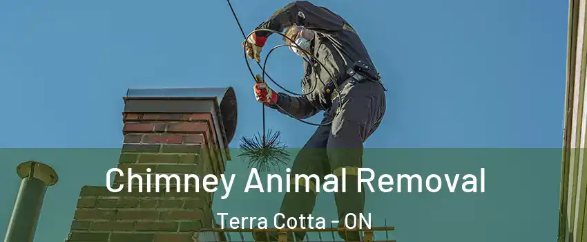  Chimney Animal Removal Terra Cotta - ON